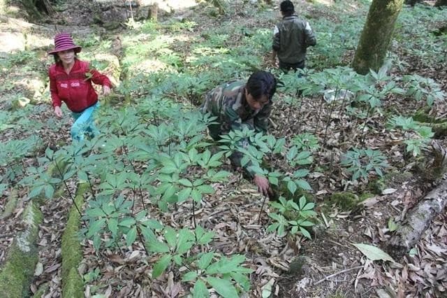 Quang Nam's medicinal herb industry hub project approved