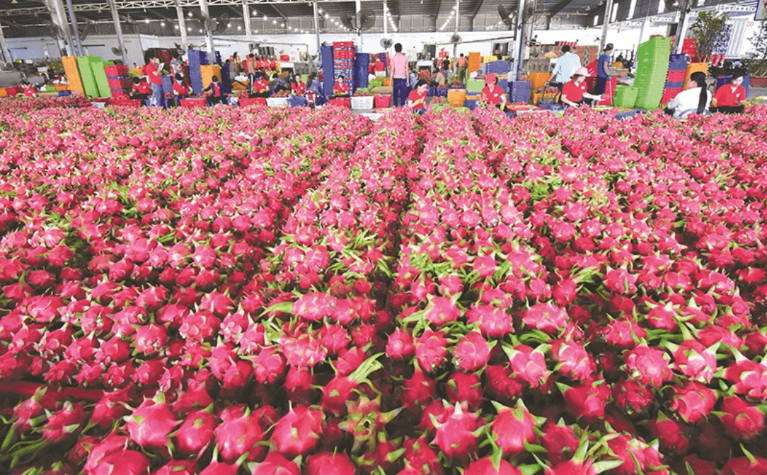 Blue dragon fruit becomes Vietnam’s leading fruit export in January