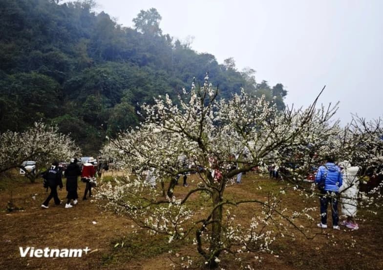 Moc Chau – leading nature destination in Vietnam’s northwest