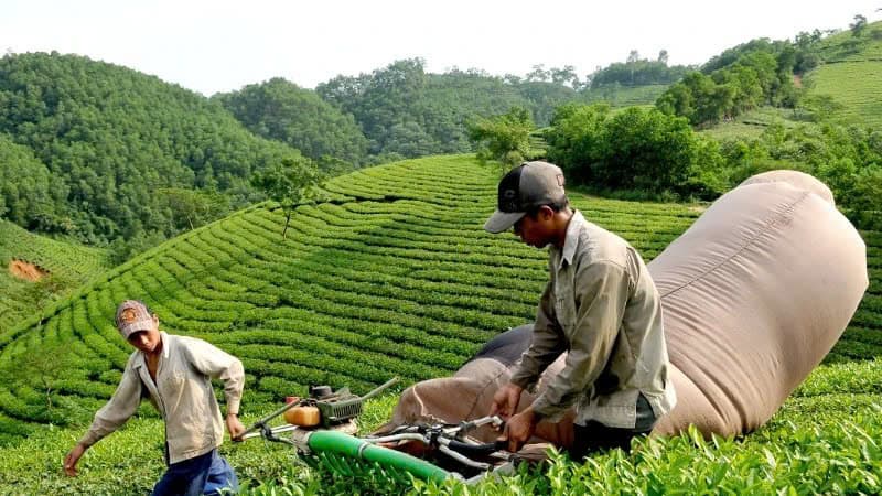 Vietnam becomes largest supplier of black tea to Taiwan (China)