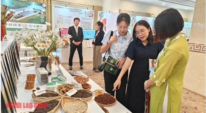 Chinese enterprises eye Vietnamese peppers
