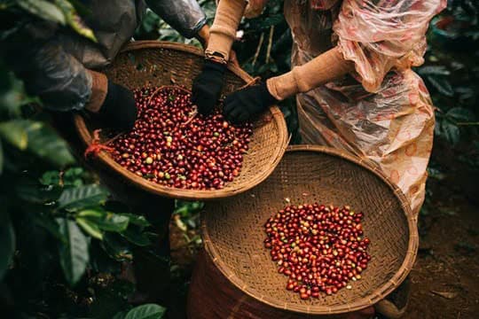 Vietnam's coffee exports surpass US$1 billion in February