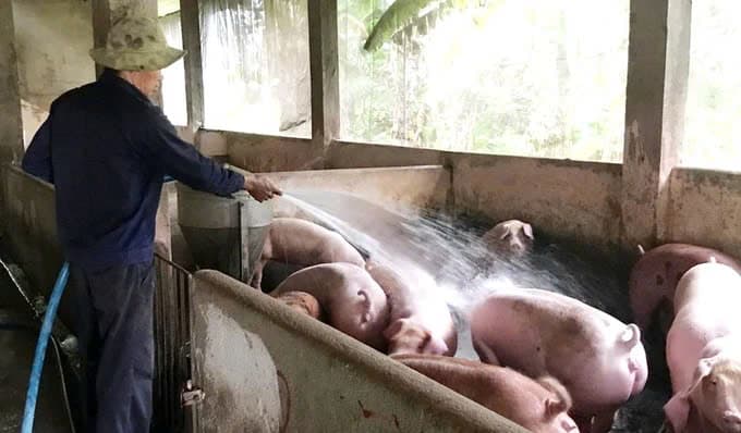 Significant pork price hike raises CPI worries