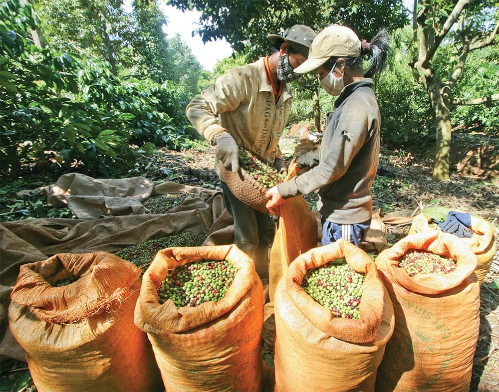 Deep processing leads to coffee group gains