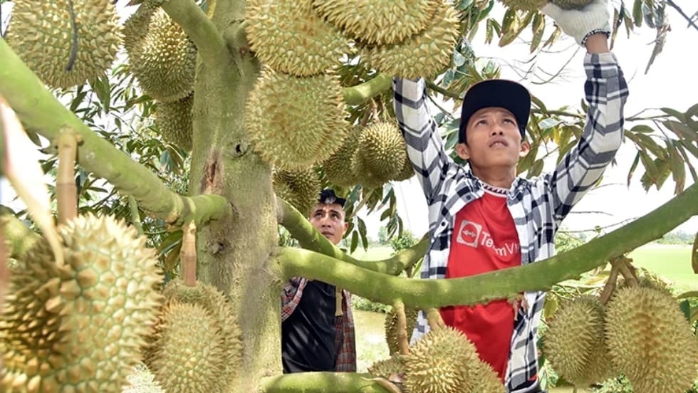 Transformations in durian export cultivation