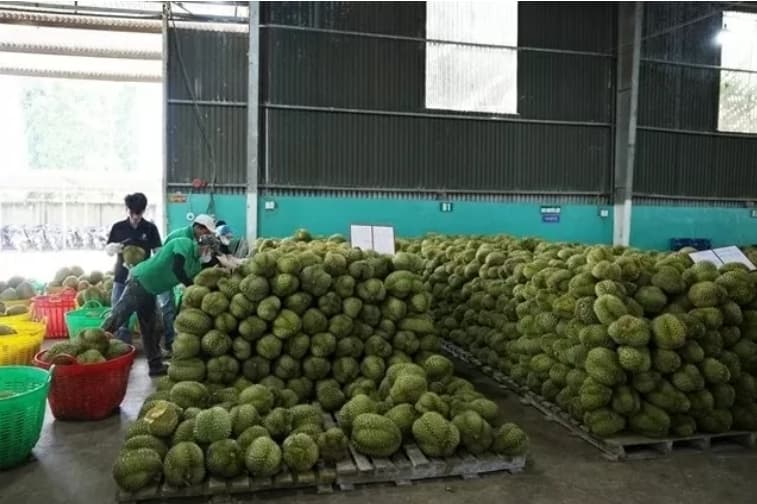 Vietnam-China bilateral trade reaches 31 billion USD in first two months: National Statistics Office