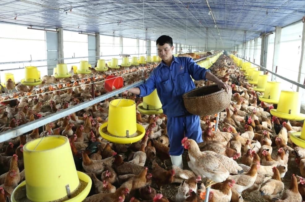 Quickly removing shortcomings in the livestock industry