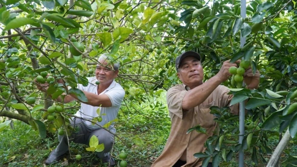 Effectiveness of fruit tree growing cooperatives