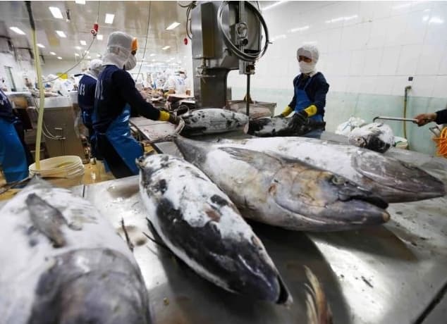 Tuna exports hit record high but face major regulatory barriers