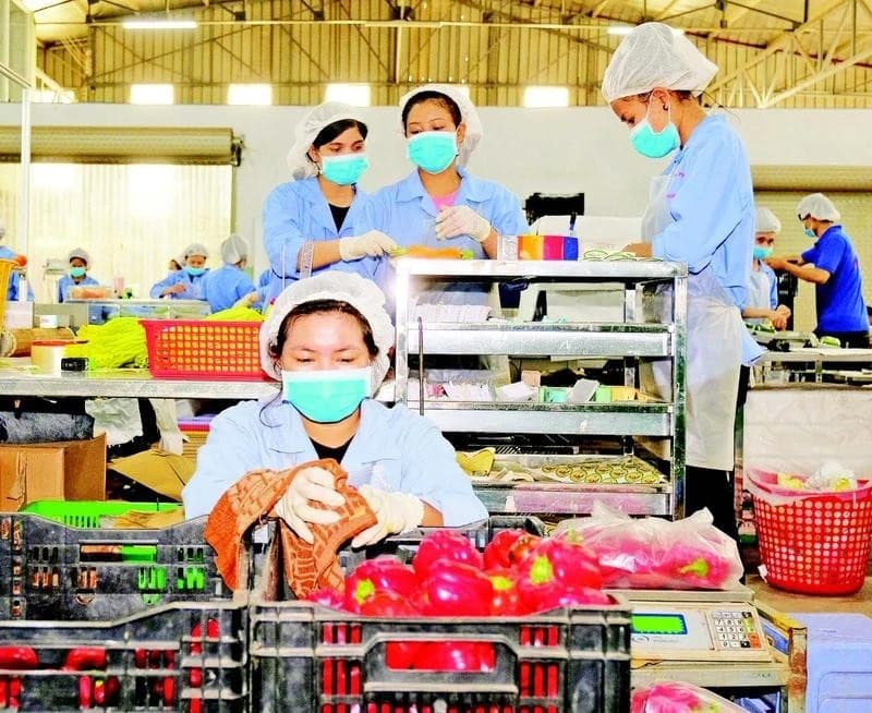 Vietnam exerts efforts to prevent fruit and vegetable exports decline