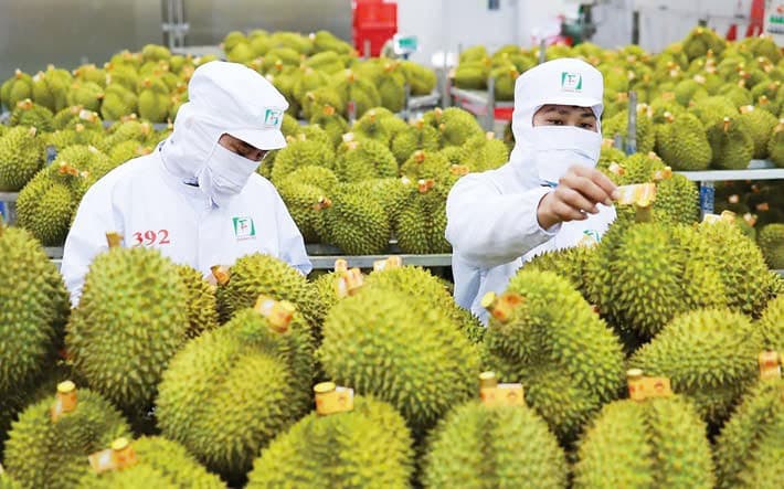 Urgent solutions for Vietnam’s durian export problem
