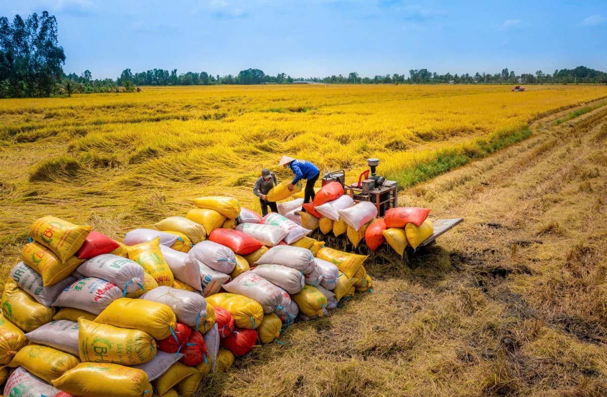 Vietnam's largest rice export market sees policy shake-up