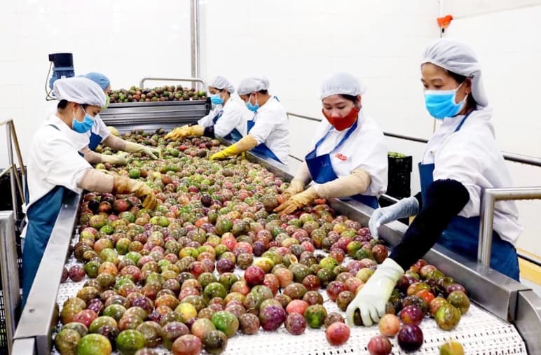 More Vietnamese agricultural products to reach Chinese market