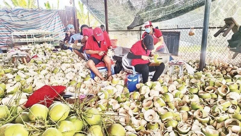 Vietnam improves competitiveness for coconut industry