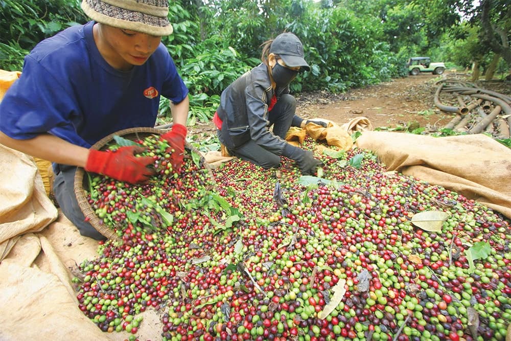 Local coffee exporters work to improve recognition