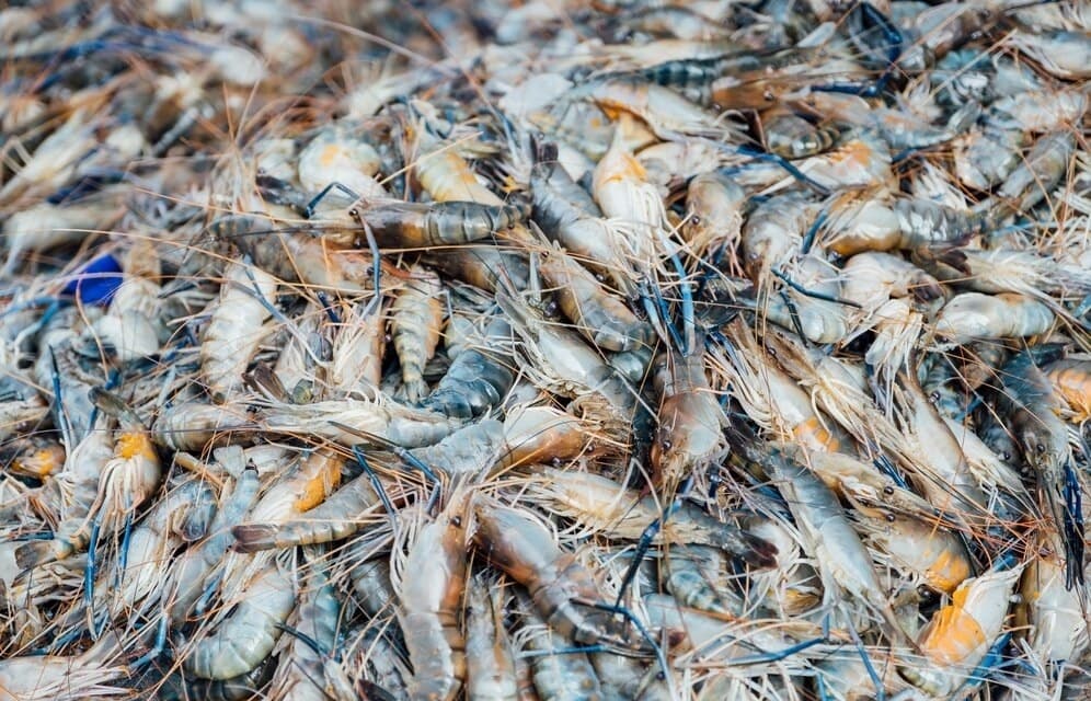 Seafood exporters look to mitigate risks