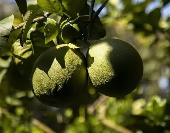 Australia's DAFF turns on the green light for Vietnamese pomelo