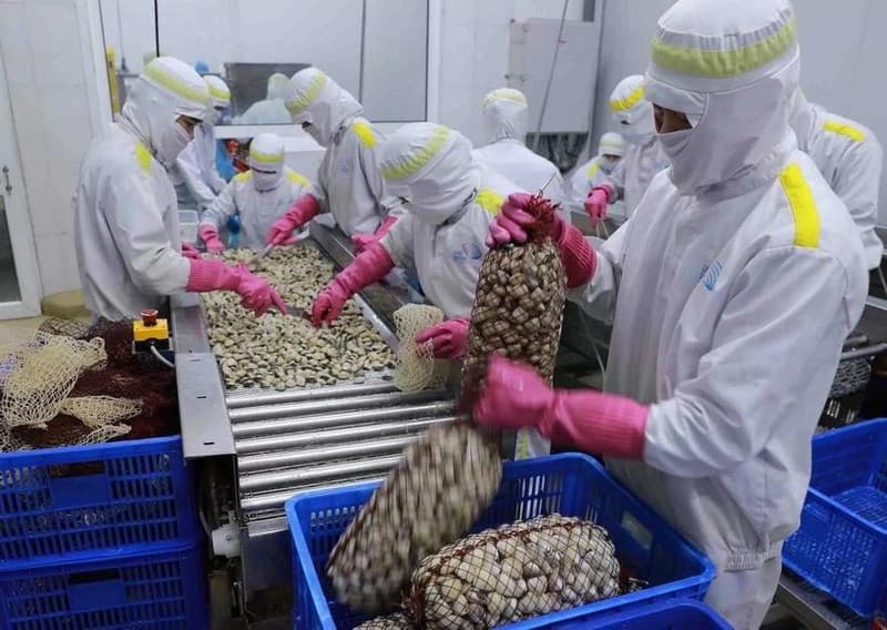 Viet Nam's mollusc exports to China soar in Q1 2025