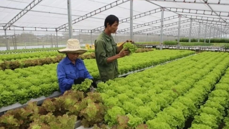 Boosting digital transformation in agricultural cooperatives