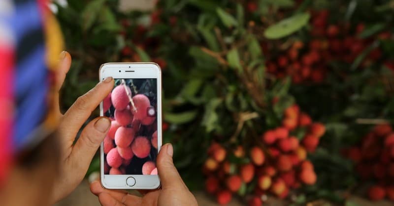 Ready to connect and distribute lychee