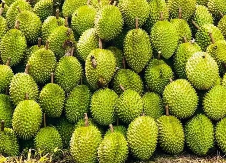 China recognises 829 growing area codes for Vietnamese durian: Ministry of Agriculture and Environment