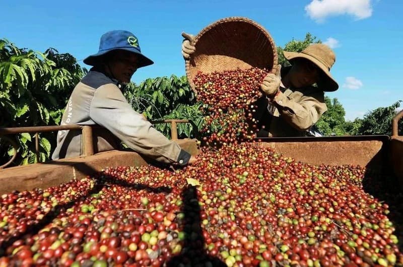 Viet Nam’s coffee exports reach 4.2 billion USD in first five months