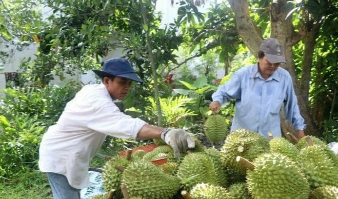 Viet Nam, China seek to solve difficulties in agricultural exports