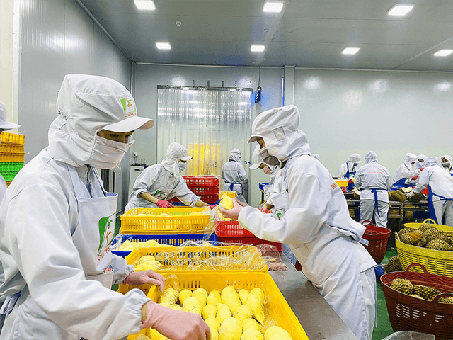 Viet Nam exports first batch of frozen durians to China
