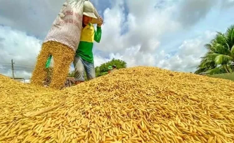 Vietnam to export first batch of green and low-emission Vietnamese rice: VIETRICA