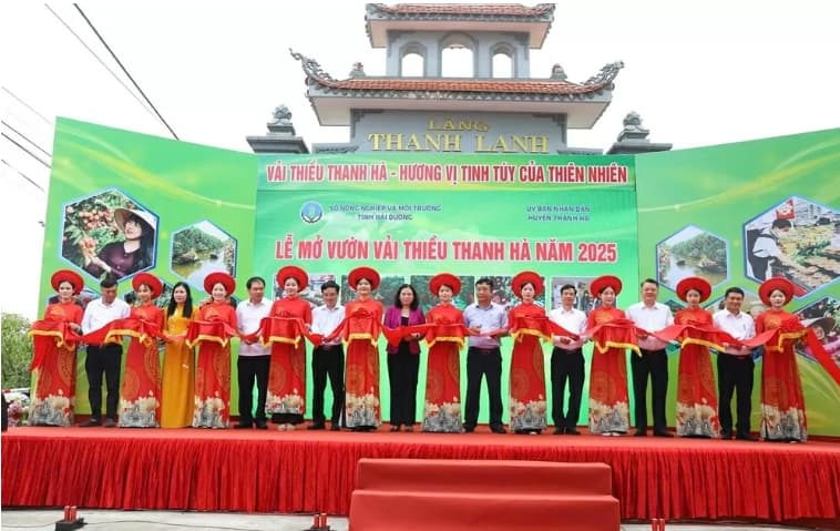 Boosting the brand of Thanh Ha lychees: A proud symbol of the creative and industrious spirit of Hai Duong’s people
