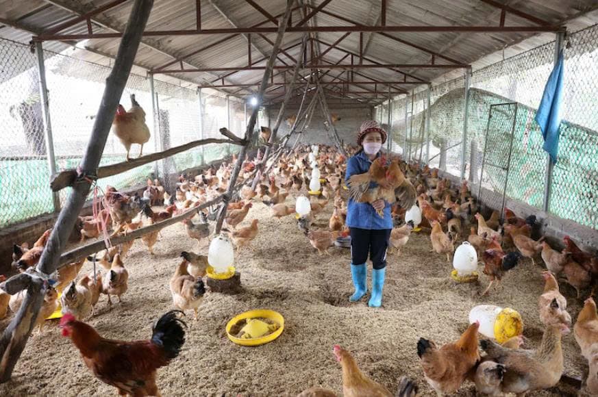 Hanoi promotes multi-value agriculture