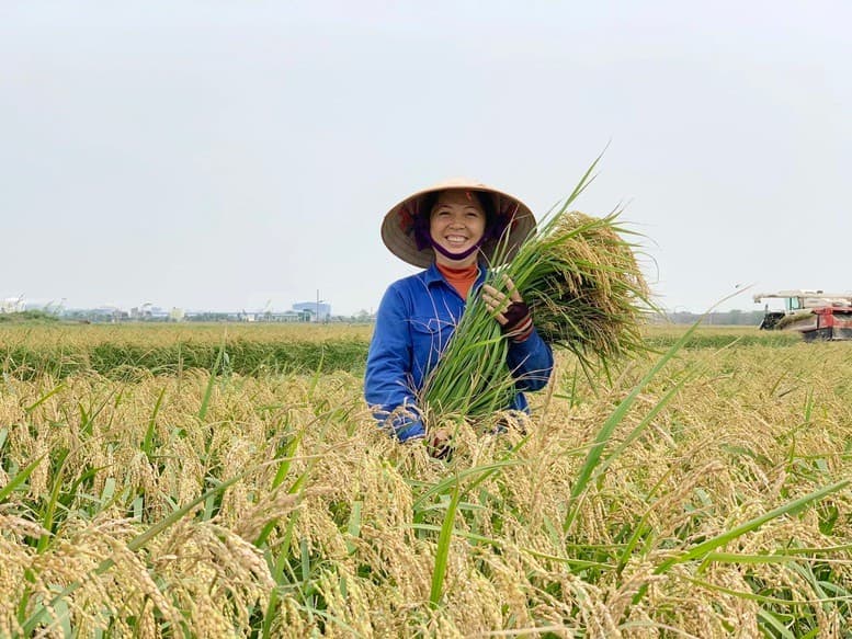 Shaping a low-emission rice brand in Viet Nam