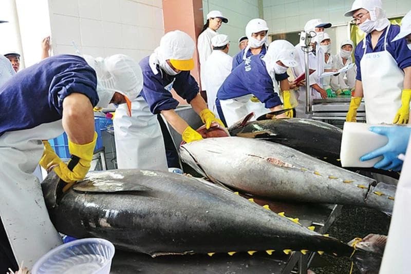 Tightened control of imported and transiting albacore tuna
