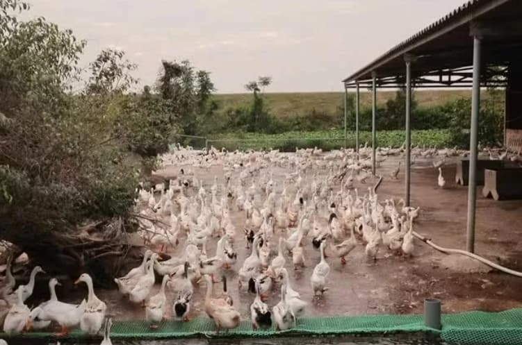 Government increases unsecured loan cap for farmers to 12,000 USD from July