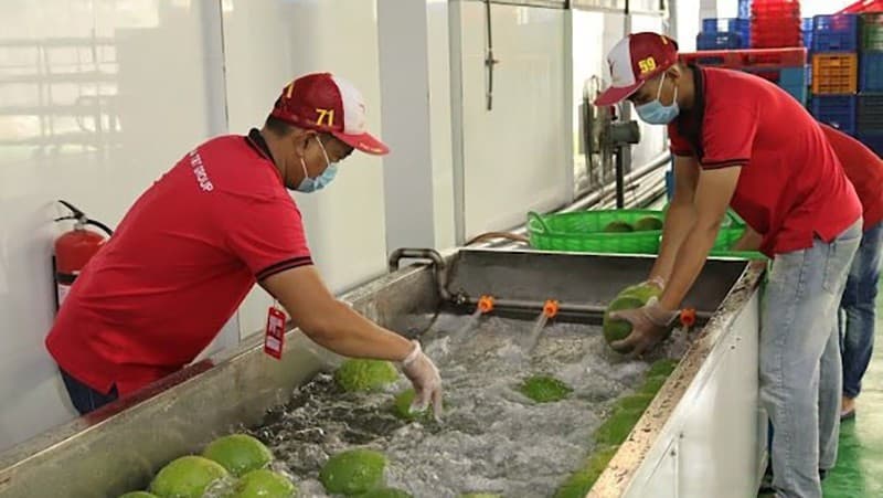 Viet Nam diversifies fruit and vegetable export markets