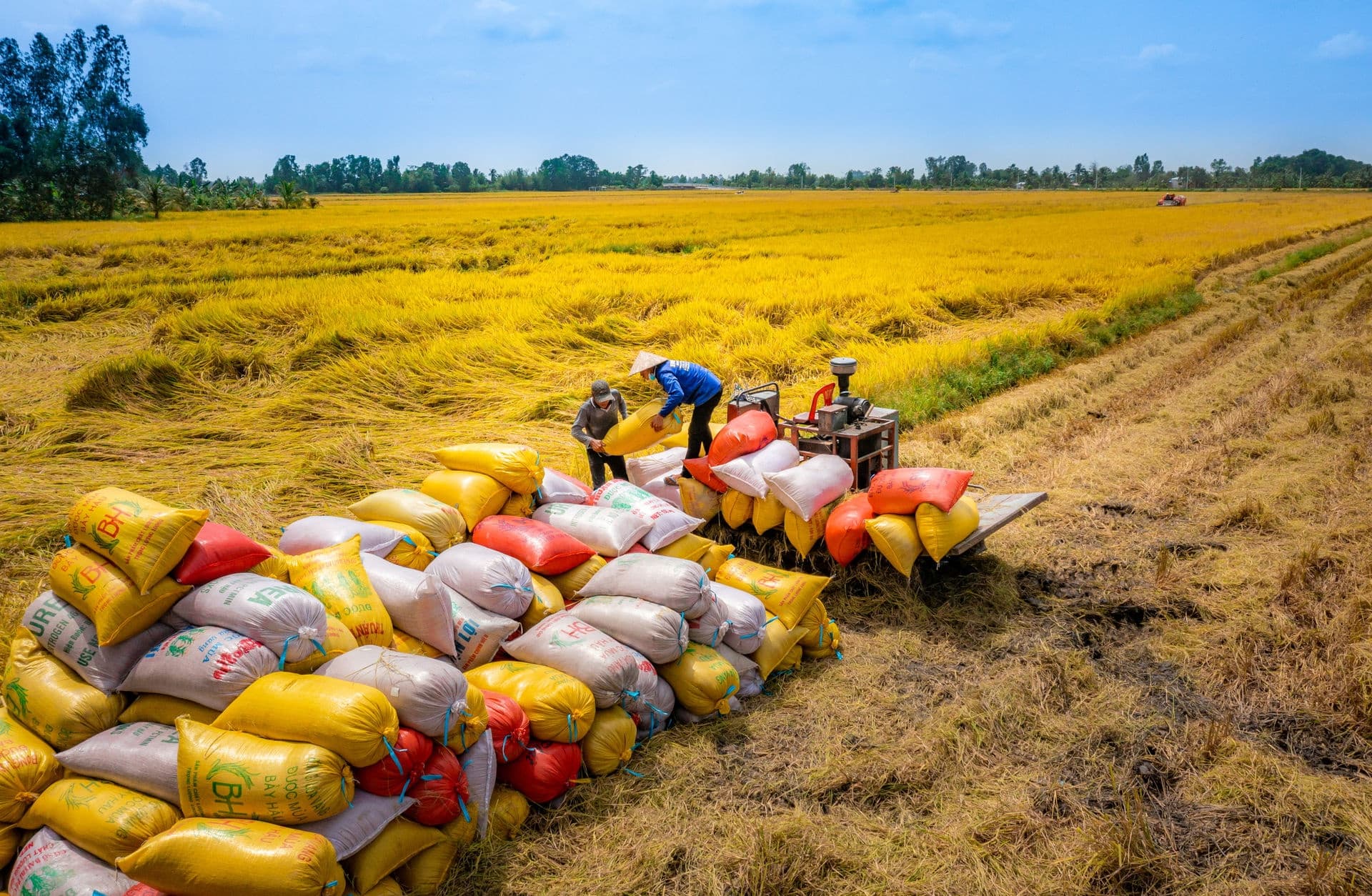 Vietnam’s rice exports suffer sharp price drop