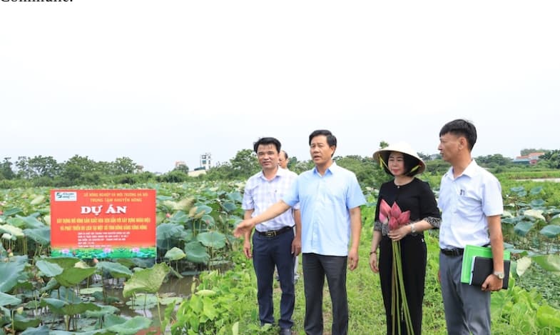 Hanoi develops climate-resilient lotus farming for eco-tourism