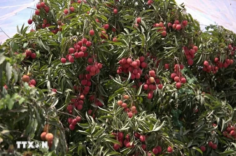 Vietnamese lychees take root in the Israeli Desert thank to modern agriculture