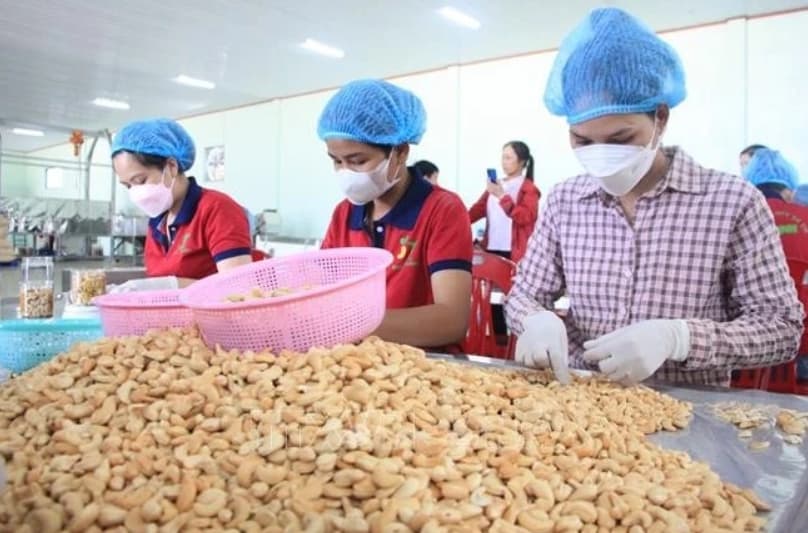 Viet Nam targets 4.5 billion USD in cashew exports for 2025
