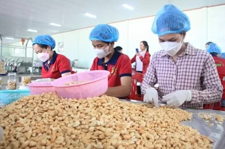 Vietnam aims at 4.5 billion USD in cashew exports for 2025