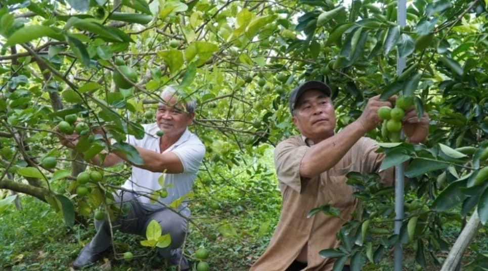 Cooperatives - the "key" to unlock billion-dollar agricultural exports