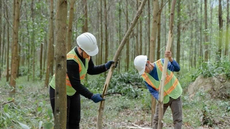 Forestry economy developed through value chains