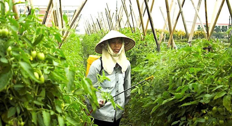 Hanoi prioritizes key farming zones in 2026-2030 program