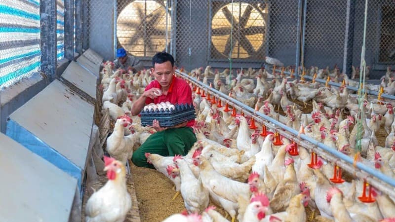 Applying digital technology in livestock farming