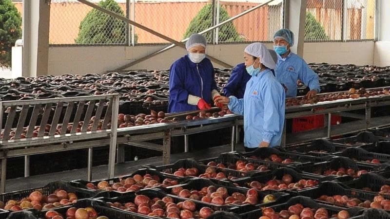 Viet Nam’s fruit and vegetable exports to EU surge