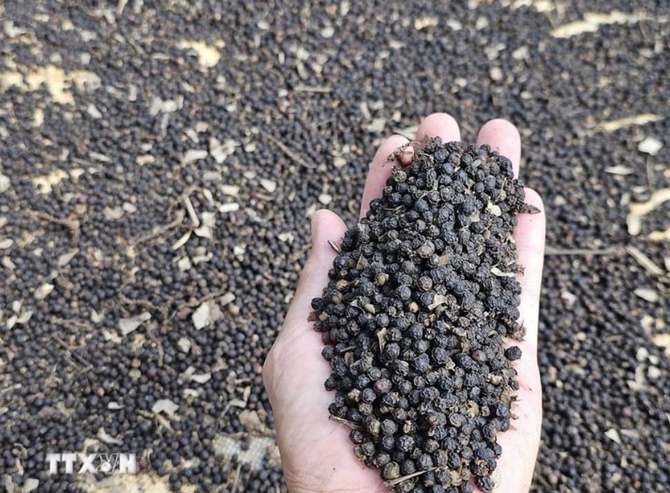 Viet Nam's pepper exports surpass 1 billion USD in first eight months