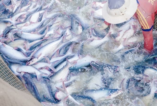 An Giang: Fisheries Sector Maintains Stability