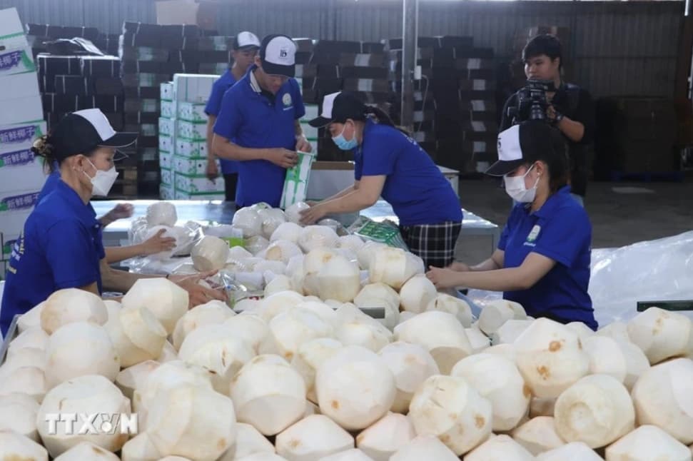 Viet Nam's coconut industry targets 1.15 billion USD in export value