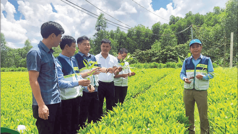 Forest material areas linked with forest management certification