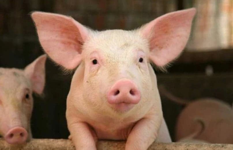 Vietnam’s livestock exports reach $410.7 mln in 8 months